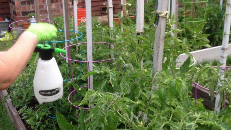 Советы огородникам: как обрабатывать помидоры от фитофторы?