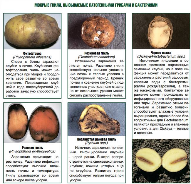 Вирусные болезни картофеля и борьба с ними