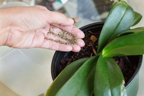 Использование чесночной воды для орхидеи: как подкармливать и поливать, разводить