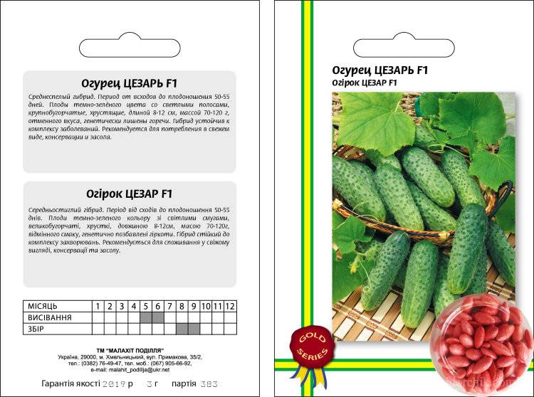 Характеристика огурцов. Сорт Цезарь огурца f1. Польские семена огурцов Цезарь. Огурец Цезарь f1 описание. Гавриш огурец Цезарь.