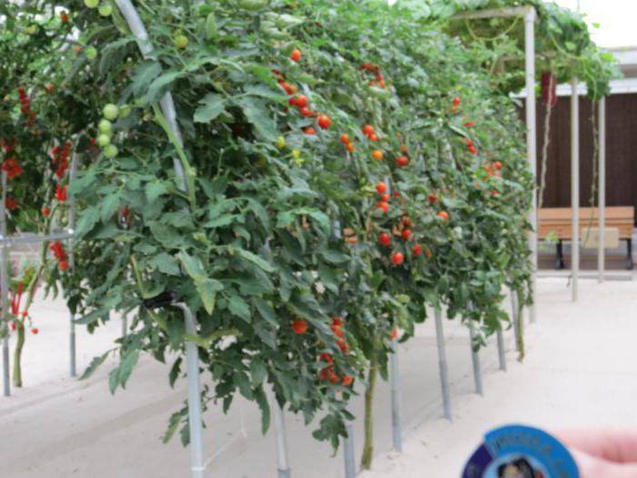 Как вырастить томатное дерево