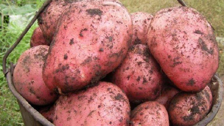 Картофель ред соня: описание сорта и характеристика, фото семян, отзывы дачников об урожайности, вкусовые качества, сроки созревания и хранения, посадка