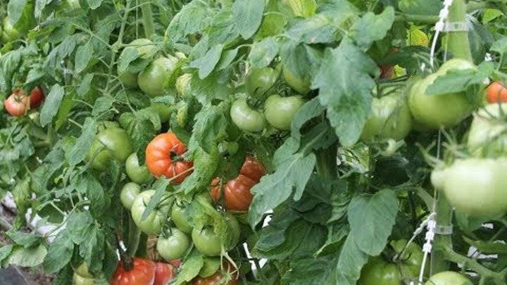 Что делать если помидоры жируют в теплице
