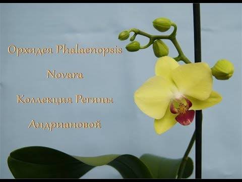 Розовые орхидеи: сорта и их описание