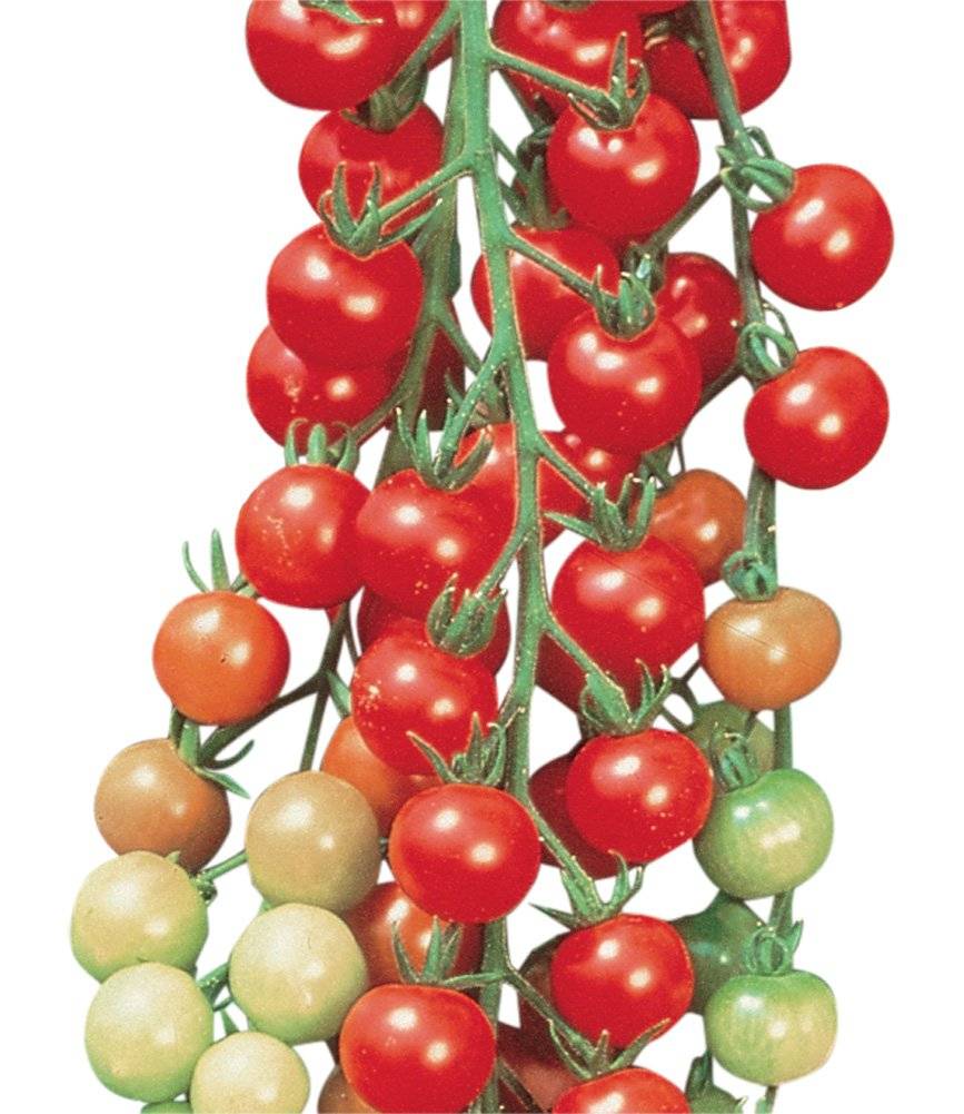 Свит черри томат характеристика и описание сорта фото