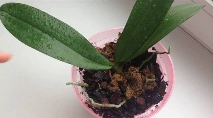 Чесночная вода для орхидей — рецепт, как применять и отзывы ?