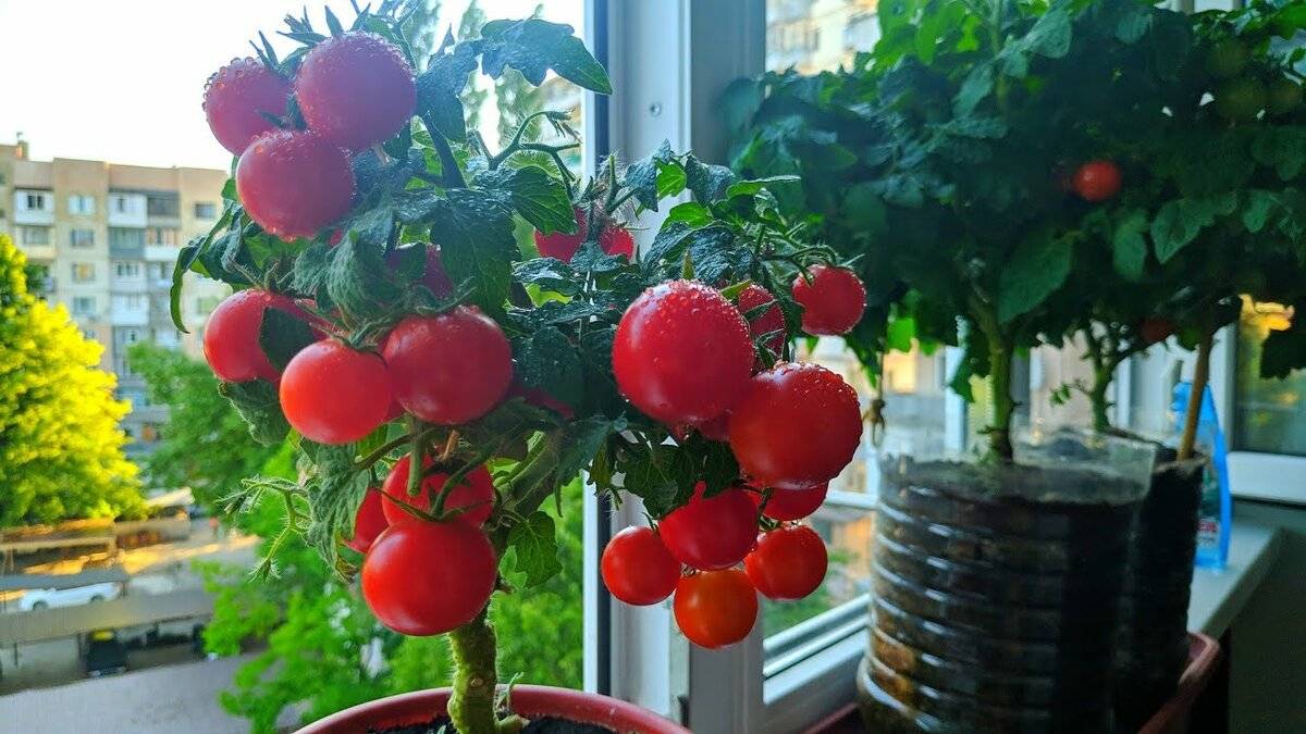 Как сажают помидоры на балконе