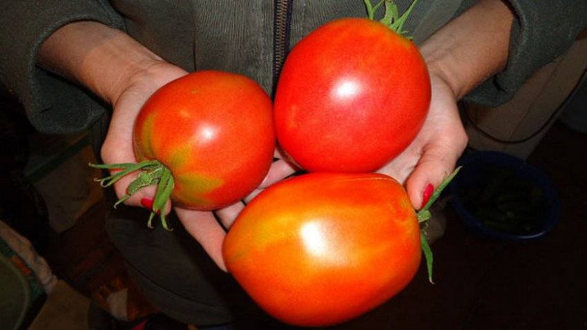 Выращивание томата де барао гигант