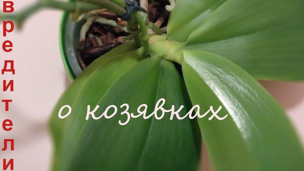 Щитовка на орхидее: как избавиться и как бороться с вредителем, фото и видео по теме