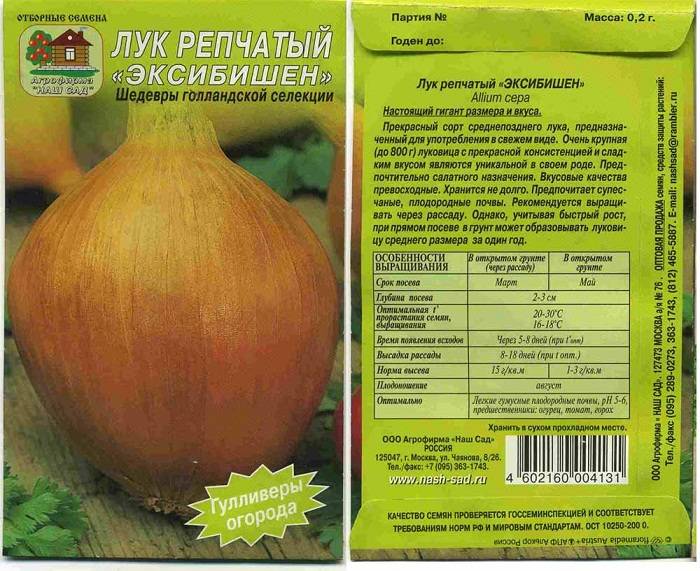 Лук эксибишен: выращивание из семян, когда сажать