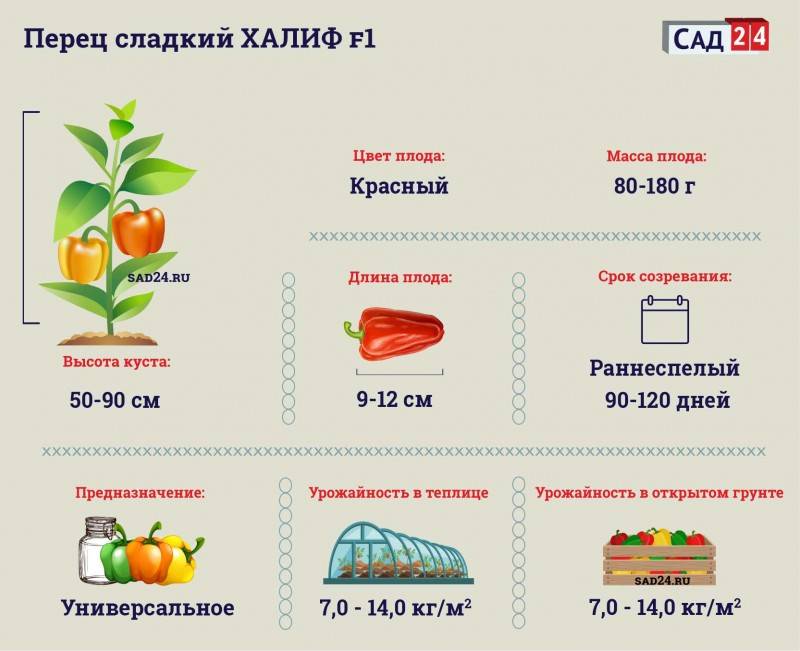 Перец голиаф описание сорта фото