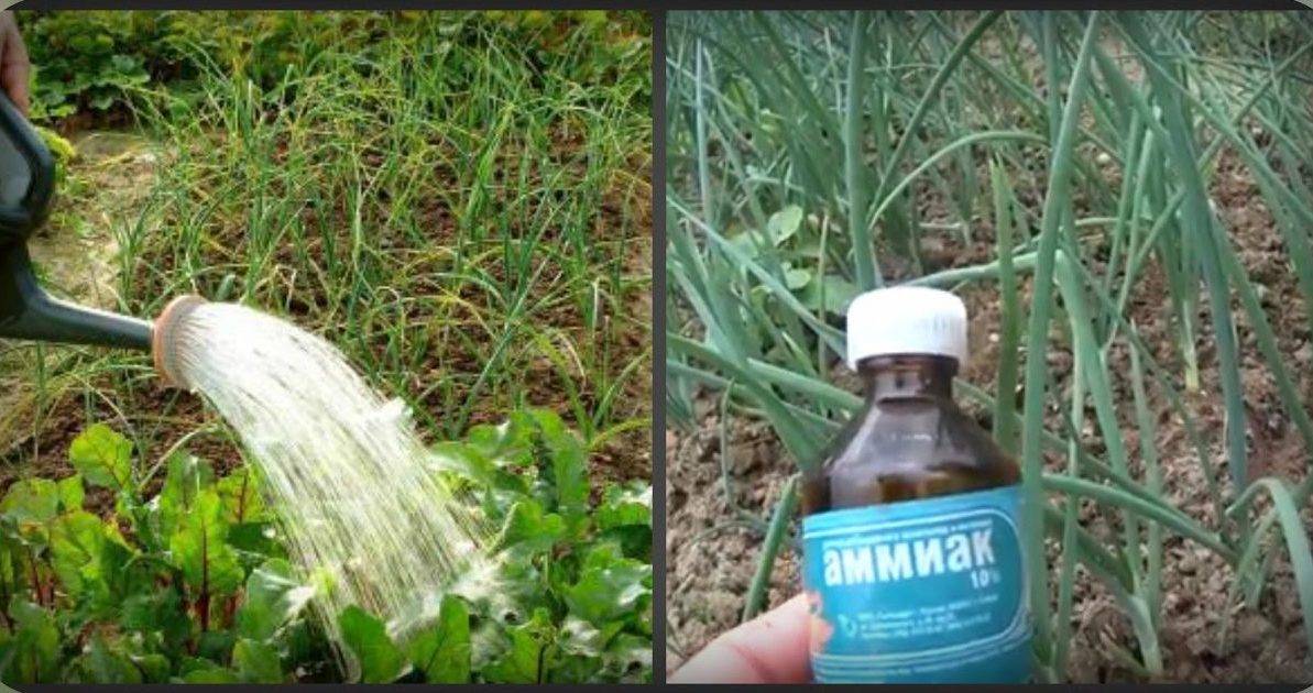 Морковь и нашатырь: можно ли подкормить этим спиртом, как проводить полив, какие нужны пропорции раствора, полезное влияние обработки и применение аммиака русский фермер