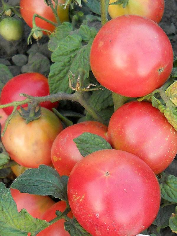Огородники рекомендуют — томат полночь в москве: описание сорта и особенности выращивания