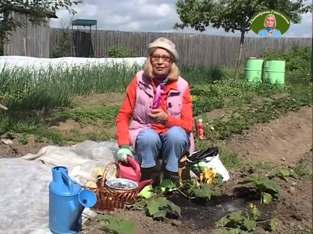 Выращивание огурцов в бочке — пошаговое фото и видео