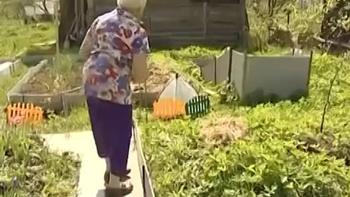 Посадка томатов по методу галины кизимы: пример пеленочной технологии для умных лентяев