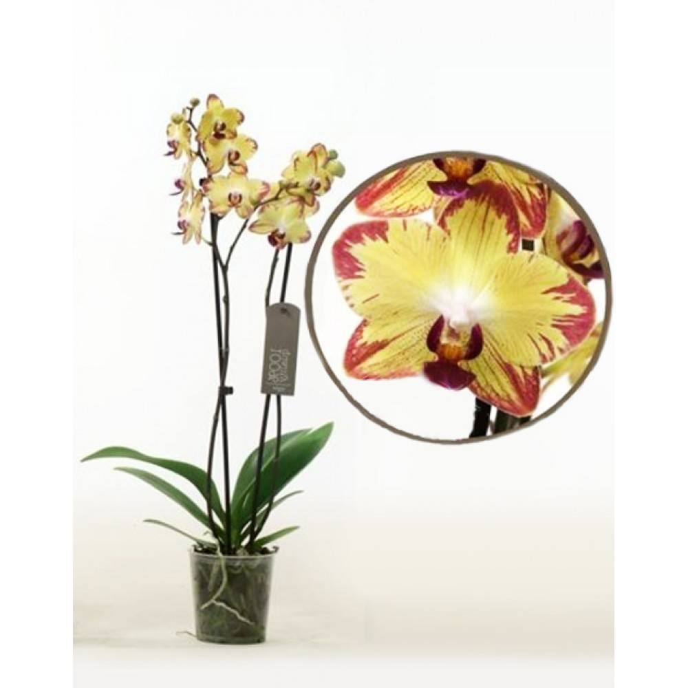 Белые орхидеи: фото и описание интересных сортов, в том числе фаленопсисов, а также особенности выращивания белоснежных цветов в горшках