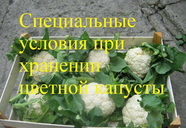 Как хранить цветную капусту на зиму в погребе и в банке