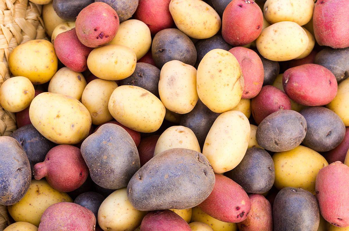 Самые урожайные сорта картофеля - 20 лучших вариантов для выращивания с фото и описанием
