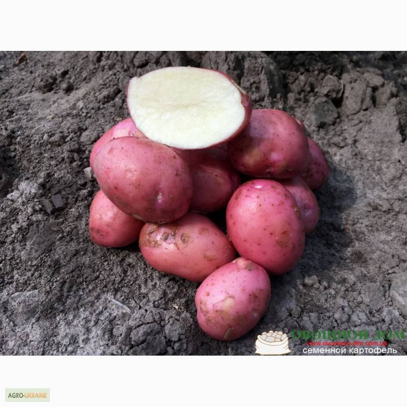 Свитанок сорт картофеля