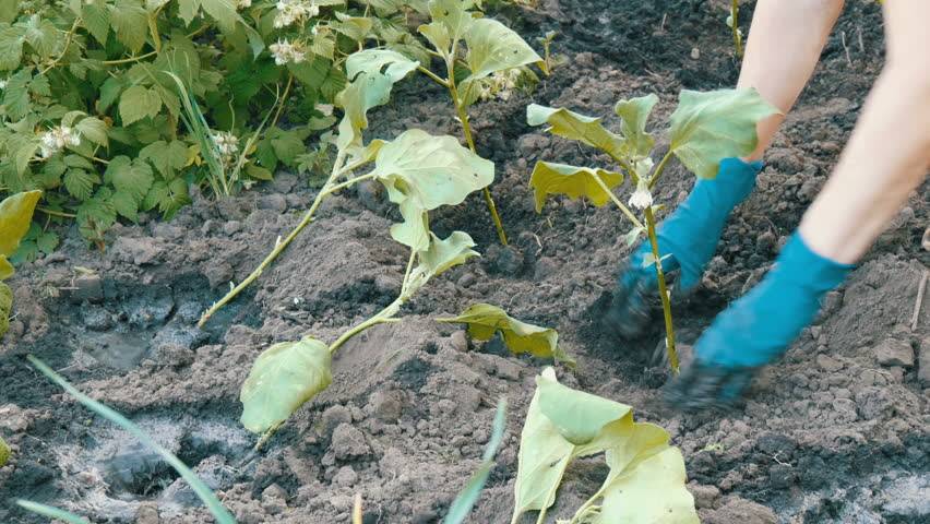 Посадка и уход за баклажанами в открытом грунте: пошаговые инструкции