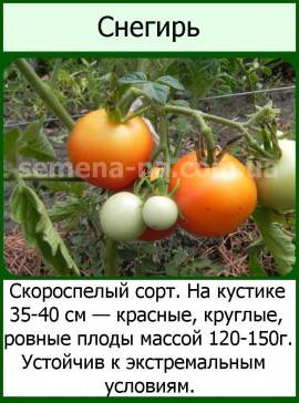 Томат холодостойкий снегирь: характеристики, описание агротехники, отзывы