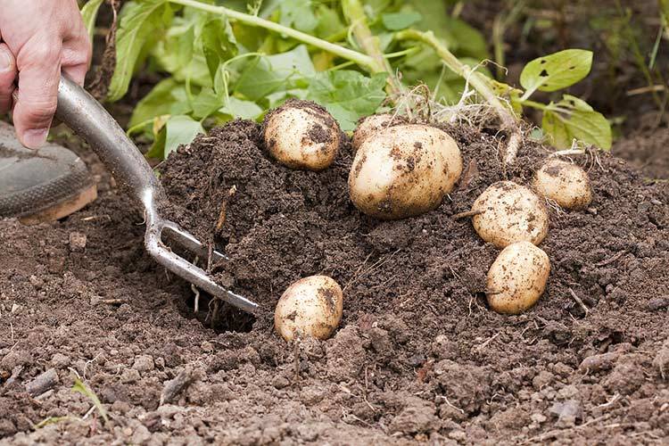 Выращивание картофеля из семян, технология посадки семенами на рассаду