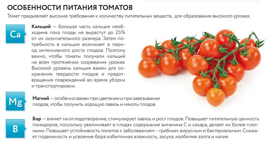 Почему помидоры вянут и желтеют чем обработать и как помочь