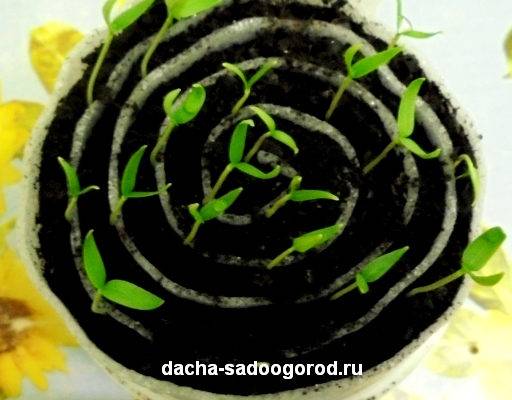 Посадка рассады перца в «улитки» от а до я (фото). как правильно ухаживать за рассадой перца «в улитке», способ пикировки перца