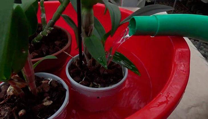 Лечение болезней фаленопсиса с липкими листьями: их фото, объяснение, из-за чего на орхидеях появляются клейкие пятна и советы того, что делать в этом случае selo.guru — интернет портал о сельском хозяйстве