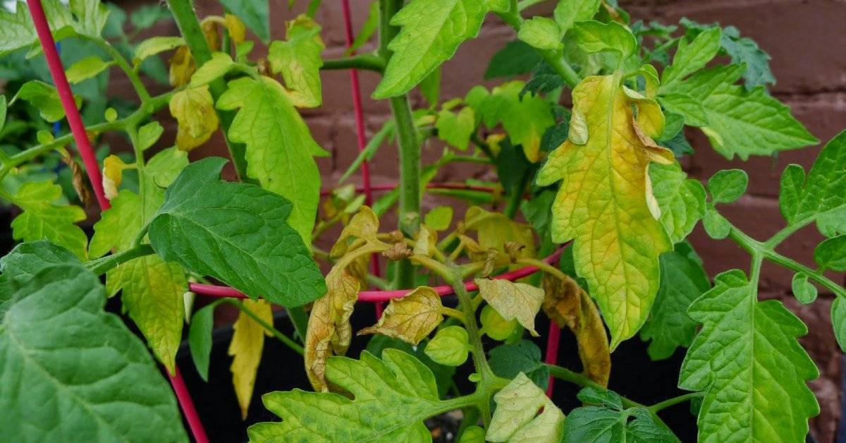 Почему желтеют листья у рассады томатов: что делать и как предотвратить в будущем