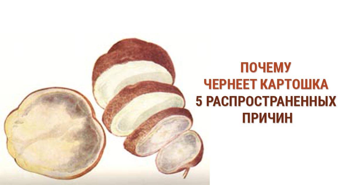 Картофель при хранении зеленеет и чернеет — почему это происходит? разбираемся в причинах болезней
