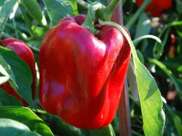 Перец геркулес: описание, отзывы, фото, урожайность | properez.ru