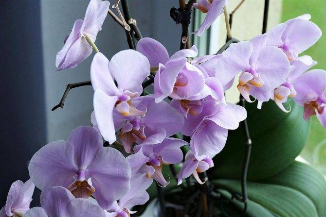 Что делать дальше, когда орхидея отцветает – рекомендации опытных цветоводов