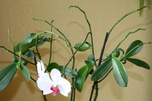 Полная информация о том, почему у орхидеи короткий цветонос