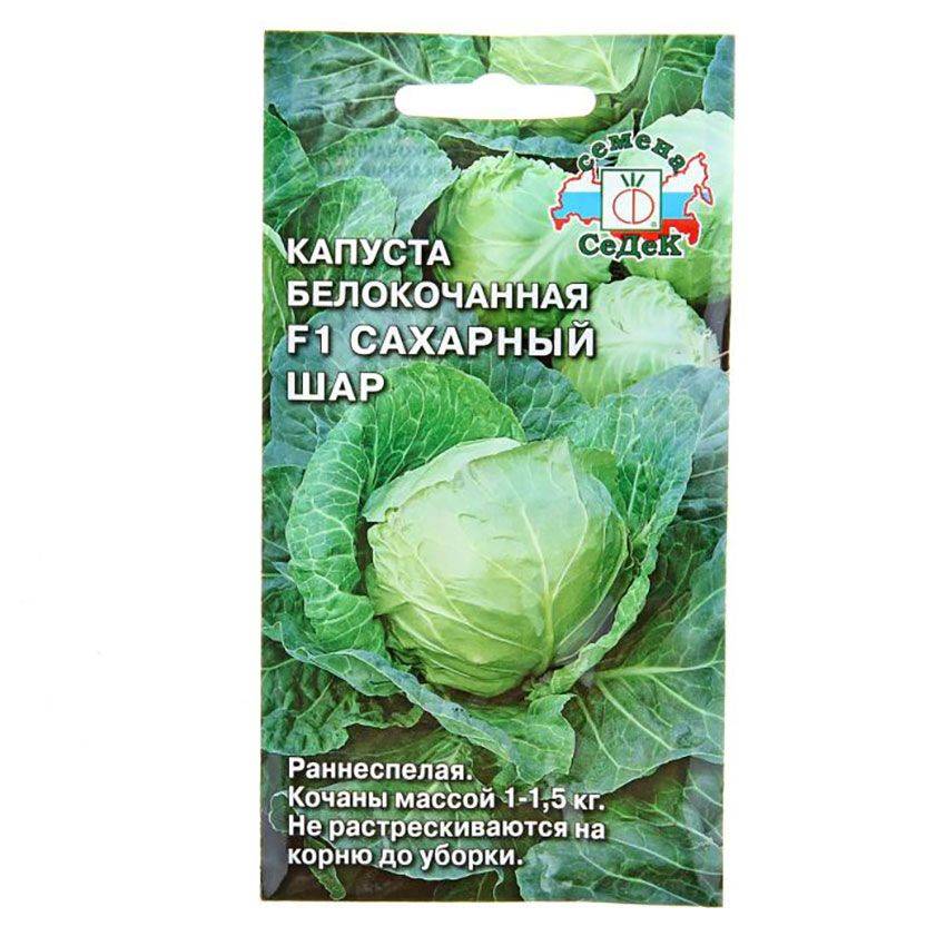 Компактные кочаны с прекрасным вкусом и хрусткостью — капуста сахарный хруст: отзывы и описание