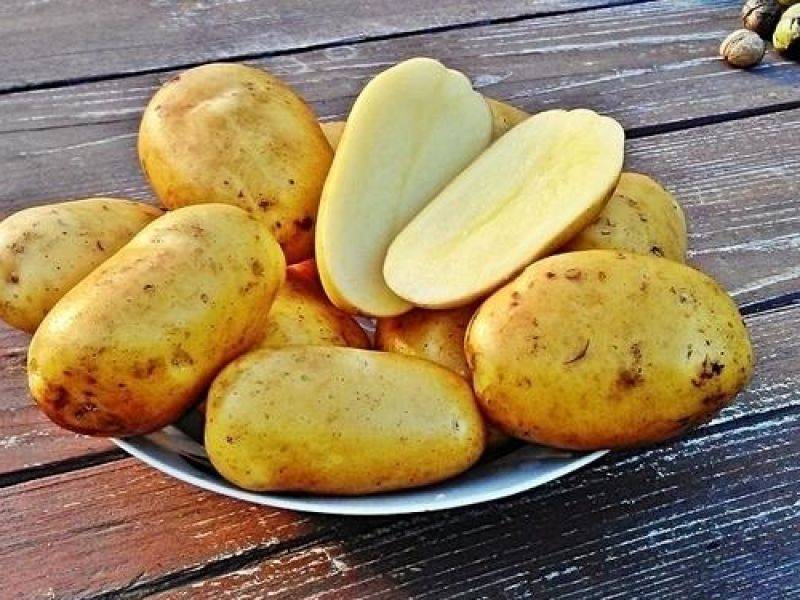 Картофель крона: описание сорта, фото, отзывы о картошке, характеристики и вкусовые качества урожая