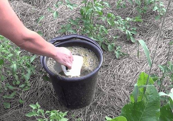Дрожжевая подкормка растений: сроки, рецепты, технология