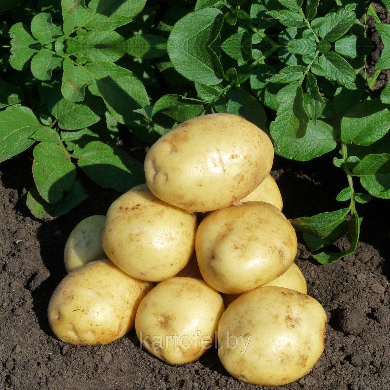 Сорта картофеля для черноземья