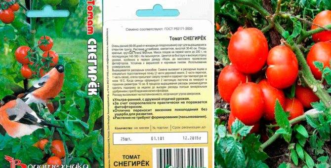 Томат снегирь: описание и характеристика сорта, фото, отзывы