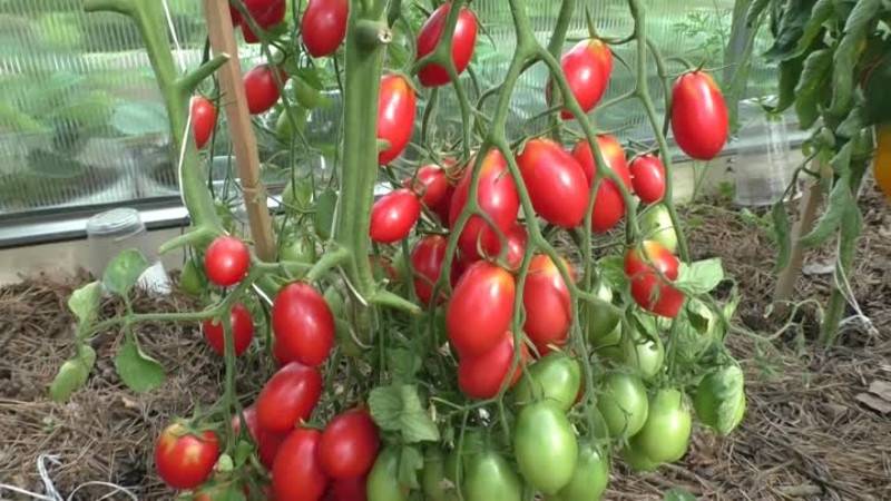 Томат “сладкое чудо”: крупные плоды с ярко-выраженным вкусом