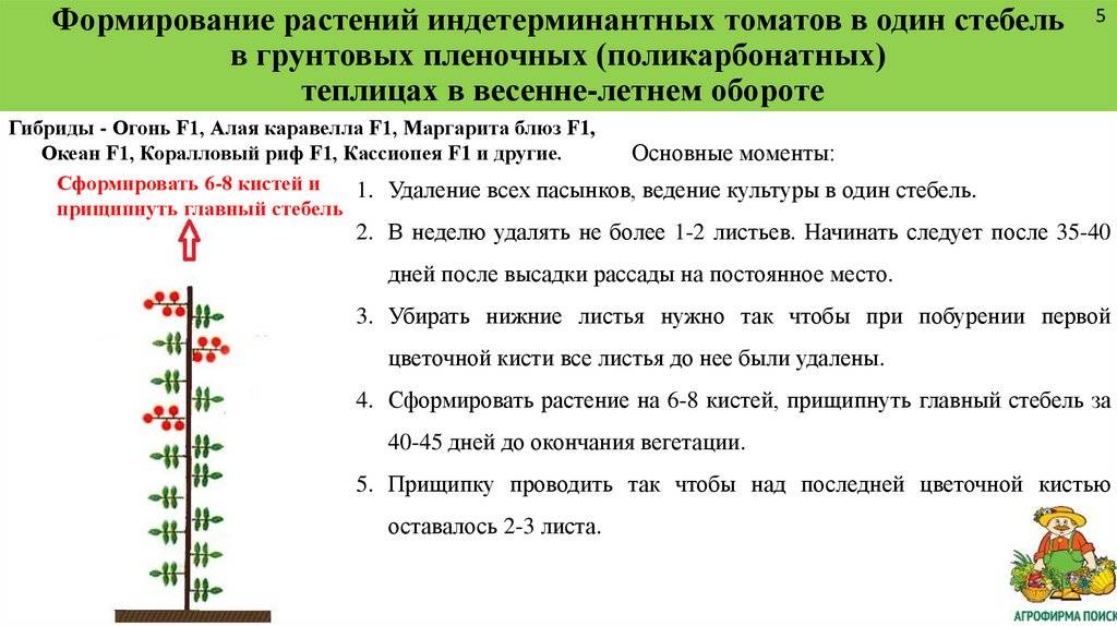 Томаты детерминантные и индетерминантные