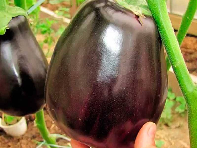 Баклажан черный красавец: описание сорта, выращивание и уход