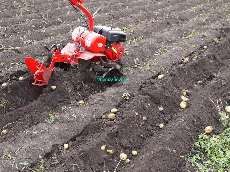 Как сажать картошку толкающим трактором: способы и их особенности, видео