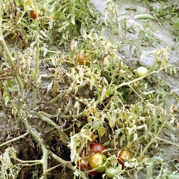 Альтернариоз томатов: описание, фото, лечение макроспориоза, устойчивые к болезни сорта помидоров и чем для них опасно увядание от сухой (коричневой) пятнистости?