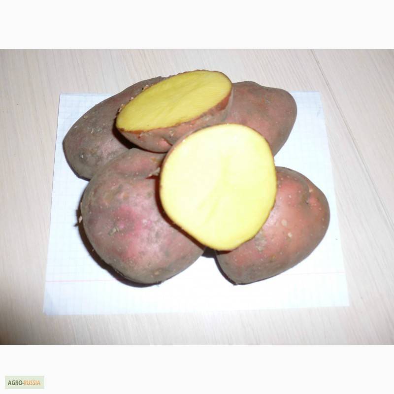 Описание сорта картофеля зекура — особенности выращивания