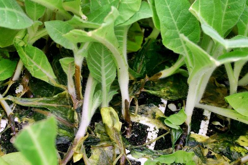 Черная ножка у рассады овощей и цветов: как бороться с болезнью