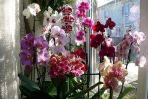 Сколько цветет орхидея – правила ухода