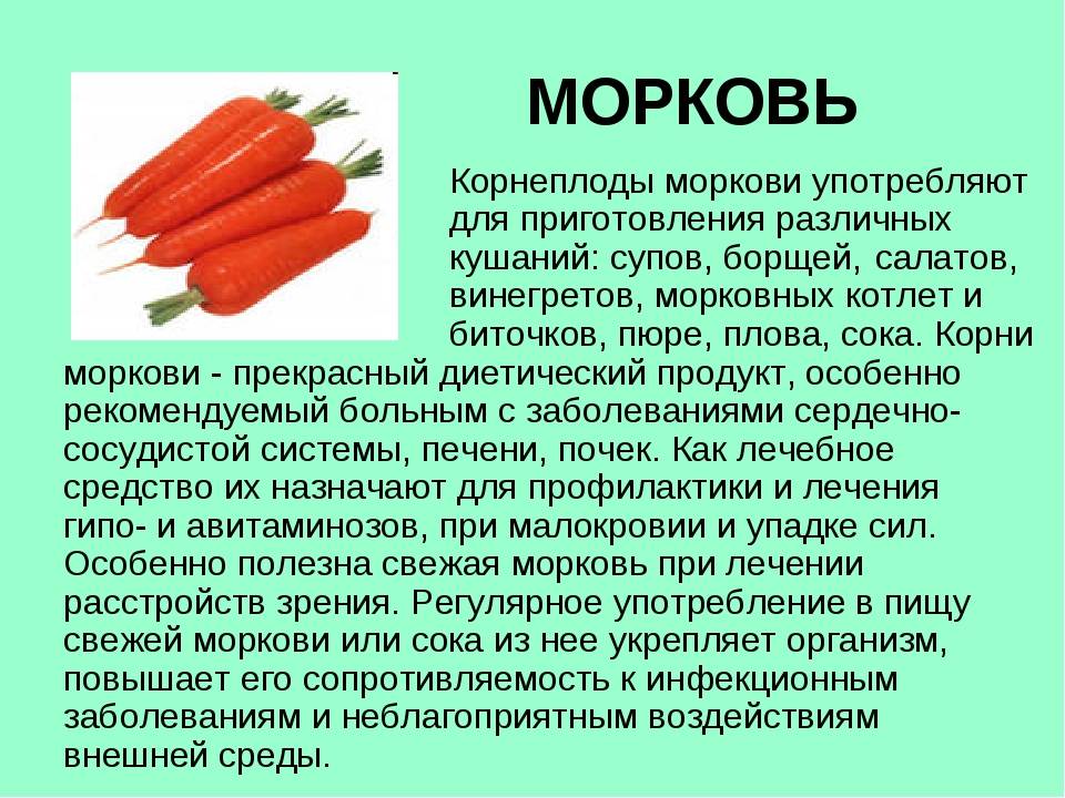 Морковь: польза и вред для организма