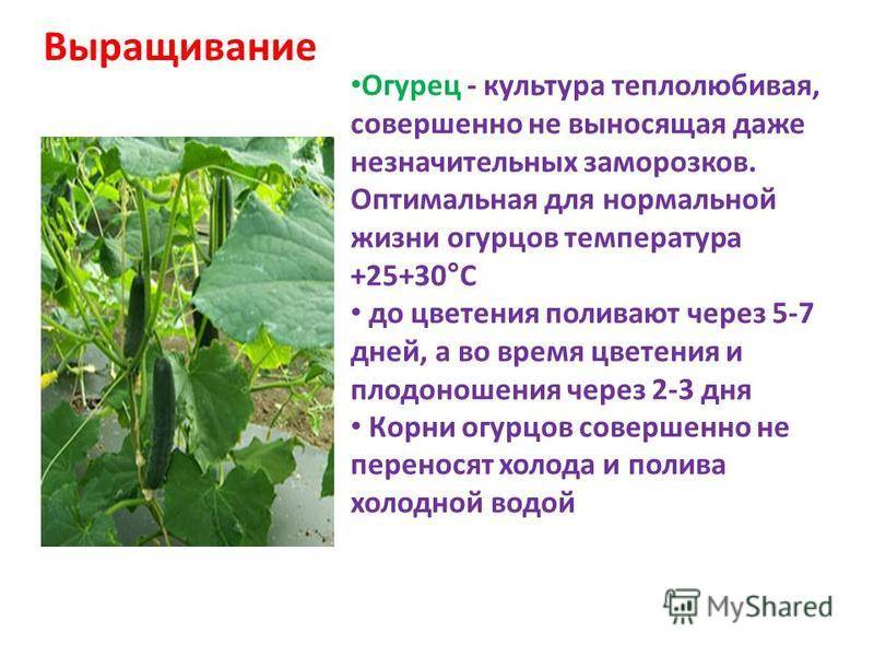 Какая температура должна быть в теплице для огурцов и помидоров