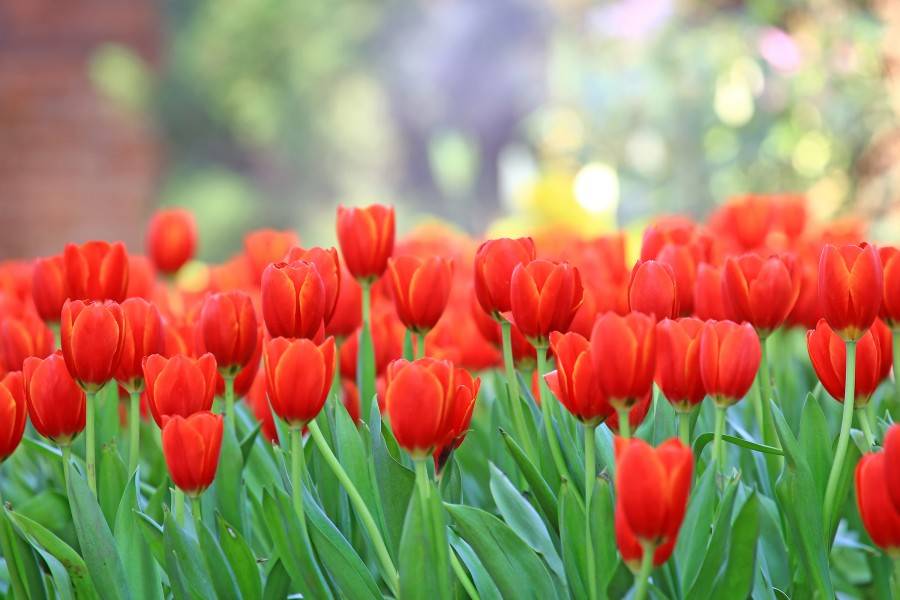 Тюльпаны «лалибела»: описание сорта и тонкости его выращивания